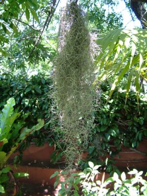 Tillandsia usneoides (barba de monte, cabello de ángel)